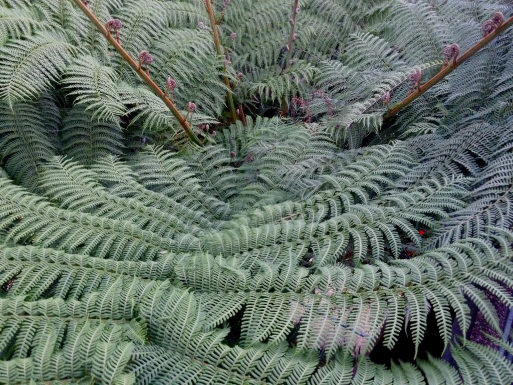Nature photograph by Clive Lochner