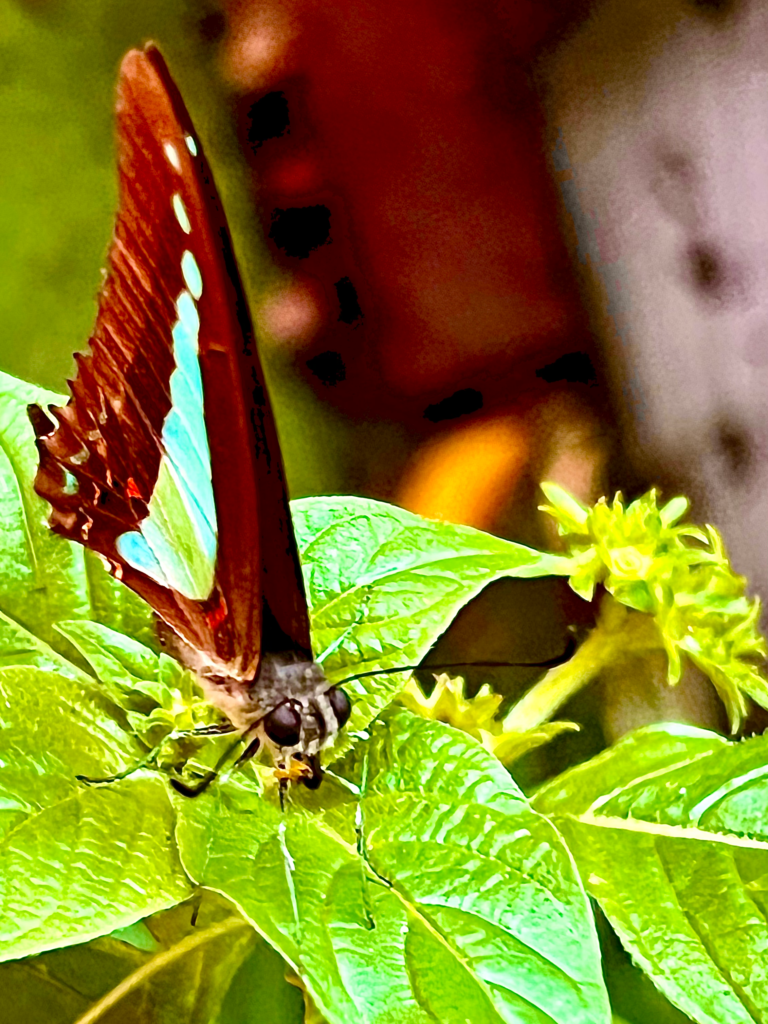 Creature photographed by Clive Lochner