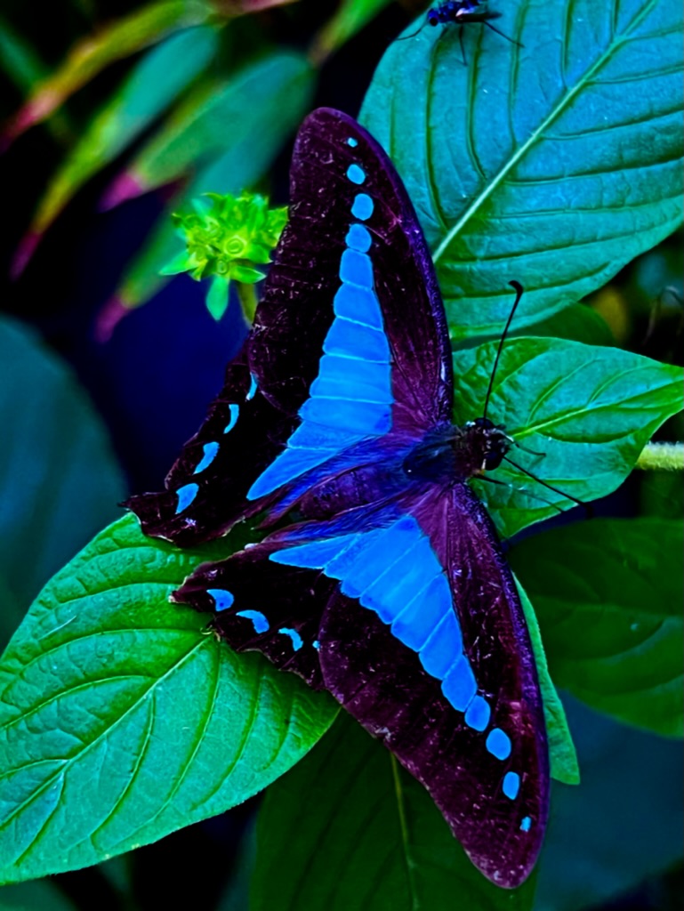 Creature photographed by Clive Lochner