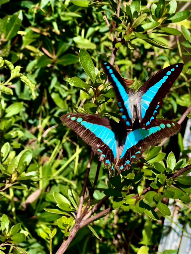 Creature photographed by Clive Lochner