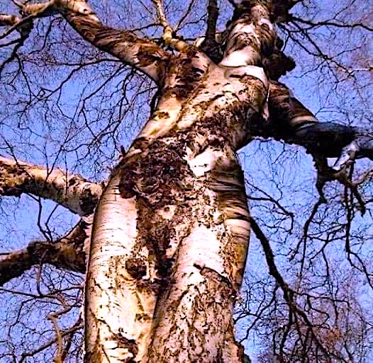 Nature photograph by Clive Lochner