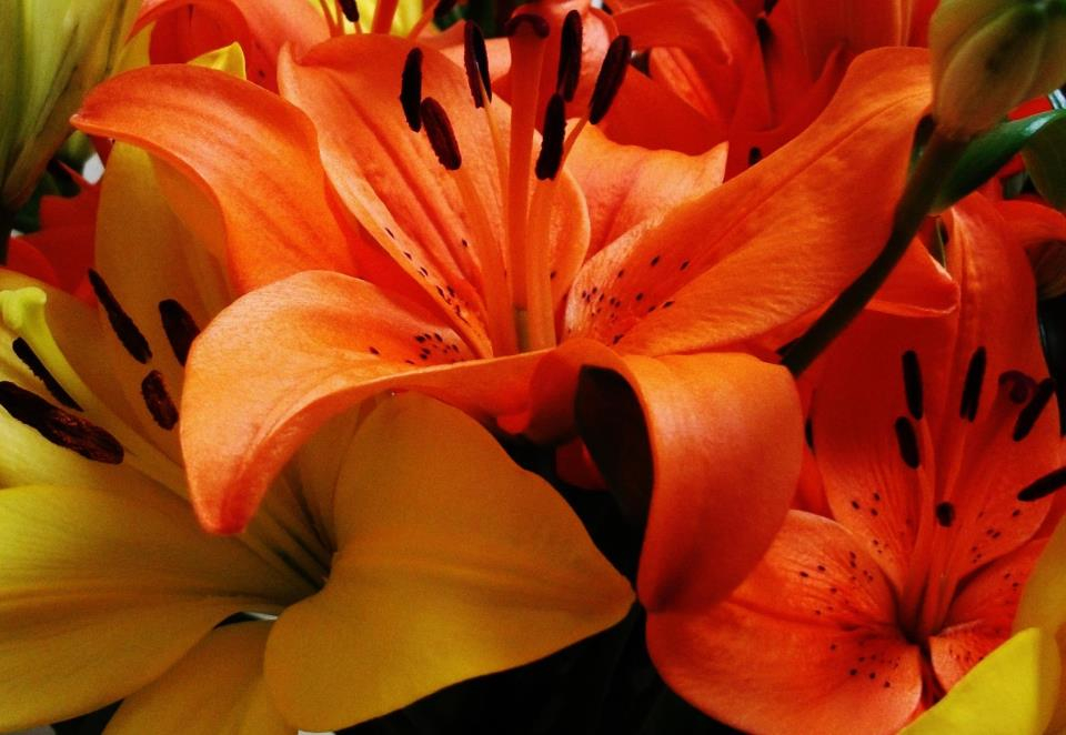 Nature photograph by Clive Lochner