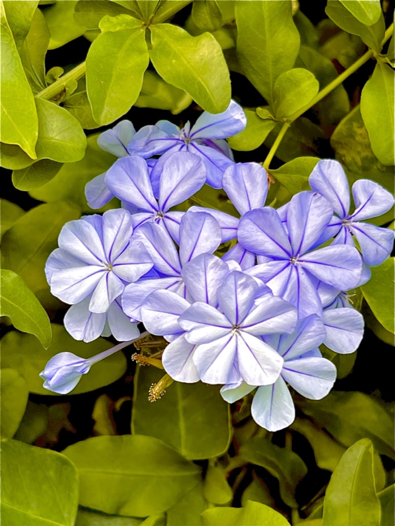 Nature photograph by Clive Lochner