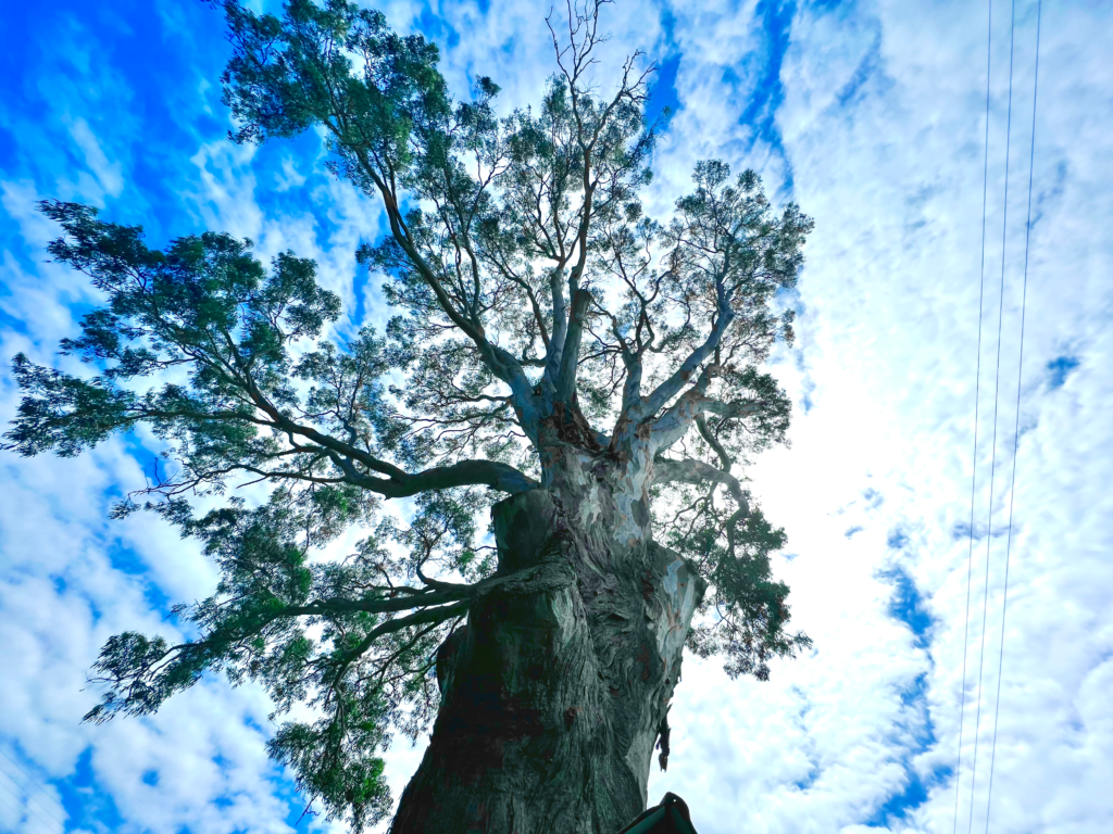 Nature photograph by Clive Lochner