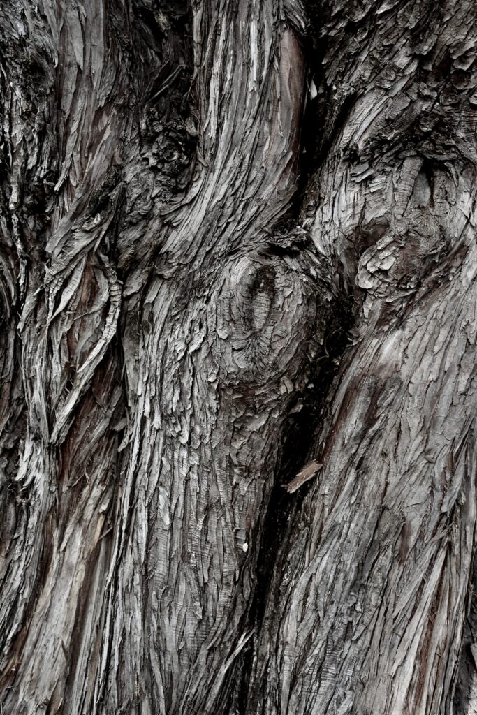 Nature photograph by Clive Lochner