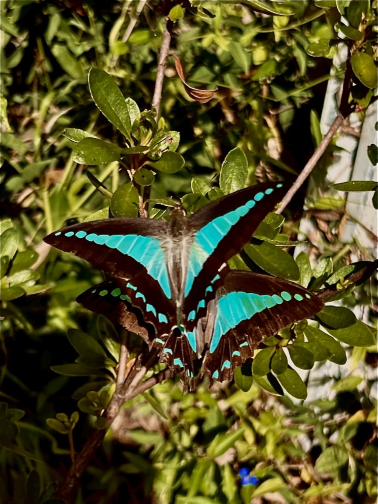 Creature photographed by Clive Lochner